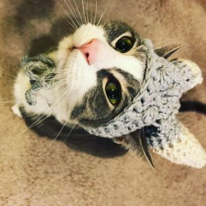 Shermie Cat Explores – Part 1: The Fish